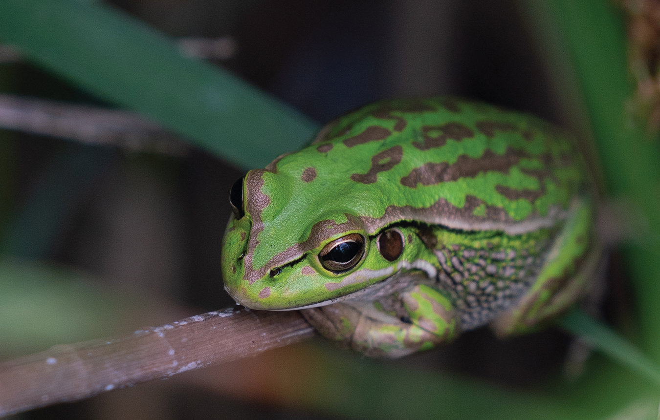 Green and Golden Bell Frog