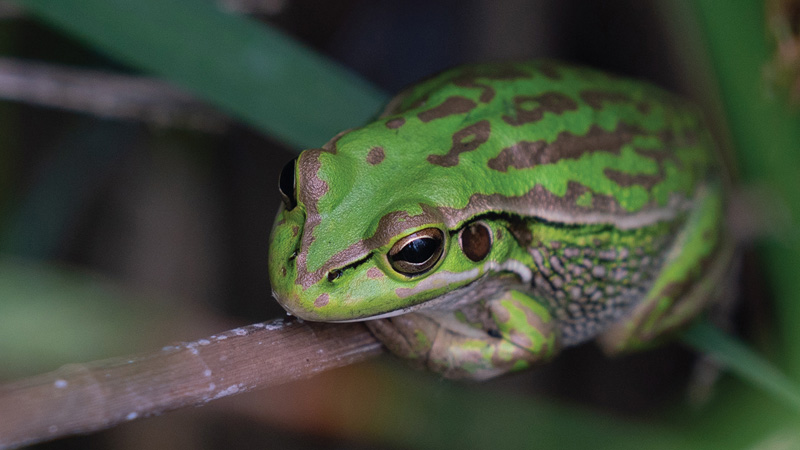 Golden and Green Bell Frog at Kooragang Island