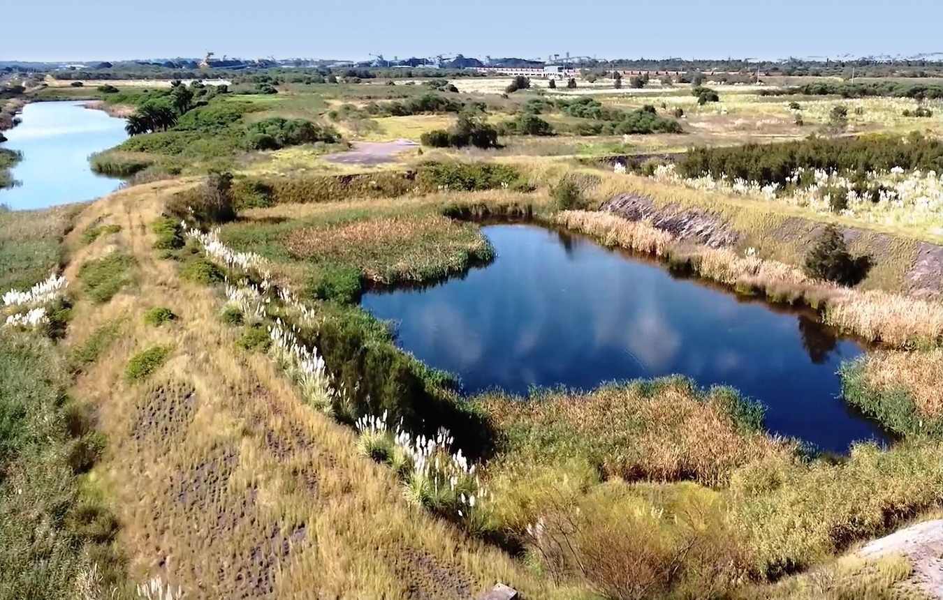 Remediated land at Kooragang Island