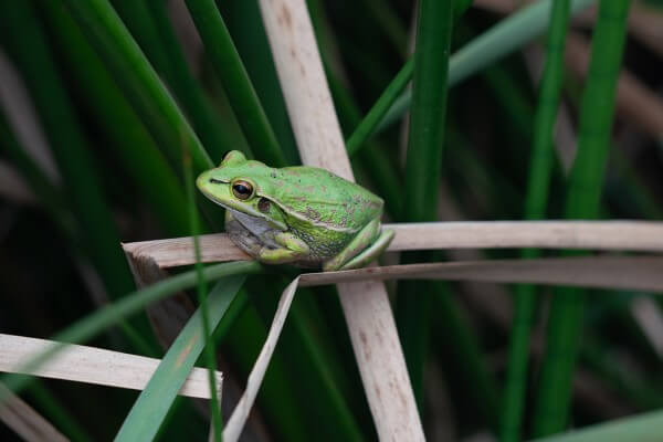 An endangered green and golden bell frog that inhabits Kooragang Island.