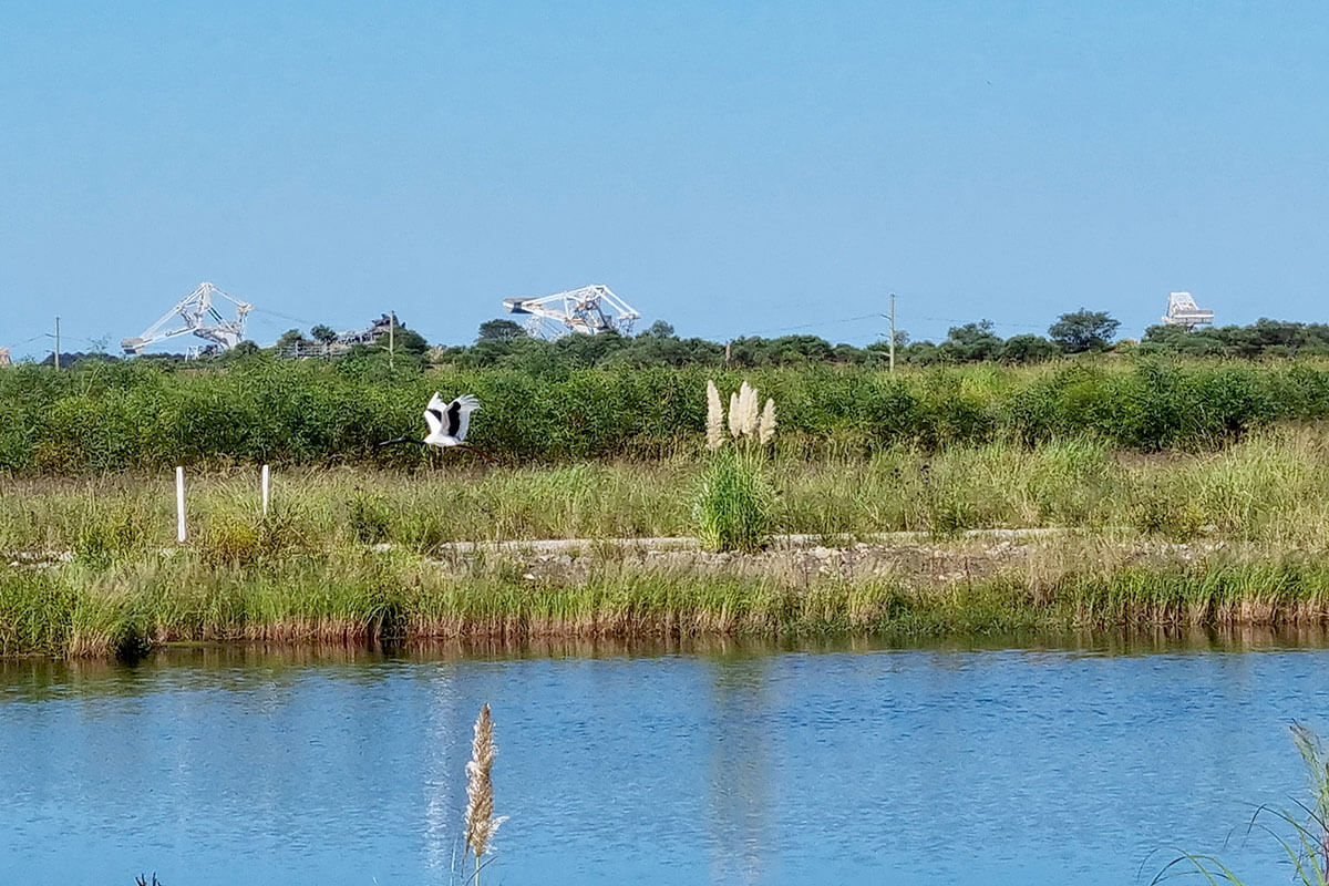 Bird flying over the Kooragang Island landscape. Credit: Hunter and Central Coast Development Corporation